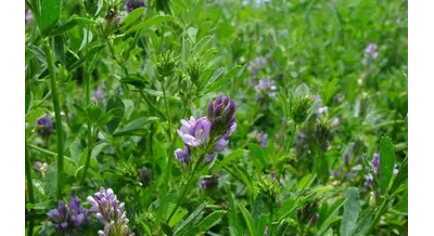 Урожайность люцерны упала – мировой рынок ждет дефицит?