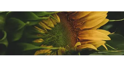 Золотой сезон: какие культуры приносят рекордную прибыль уральским аграриям