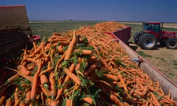 Хотите сократить расходы на уборку моркови в 5 раз?