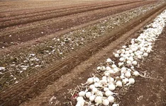  Копалка для лука Z-653/1 1,2 м с квадратом