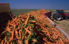  SIMON морковоуборочный комбайн S2DCMR