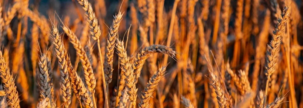 Основное изображение статьи