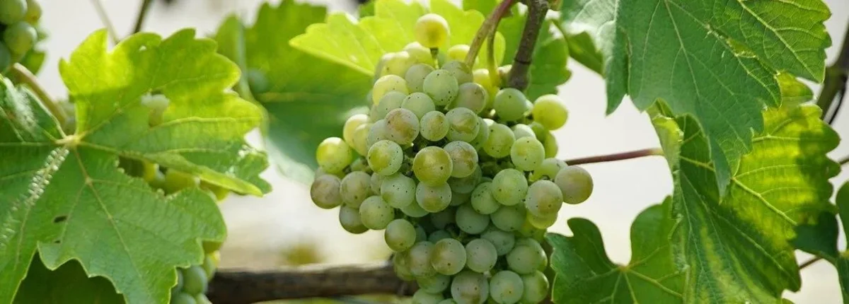 Основное изображение статьи