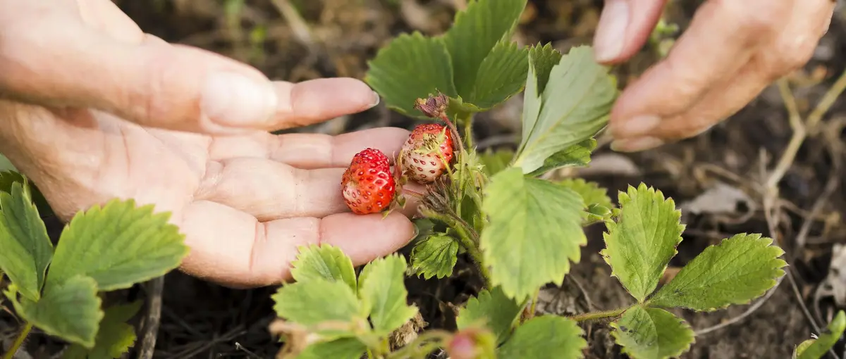 Основное изображение статьи