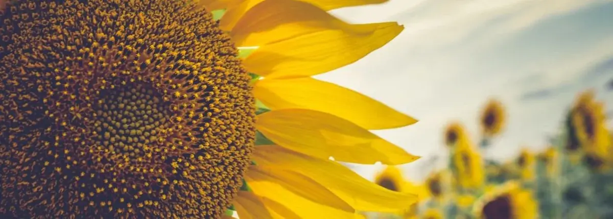 Основное изображение статьи