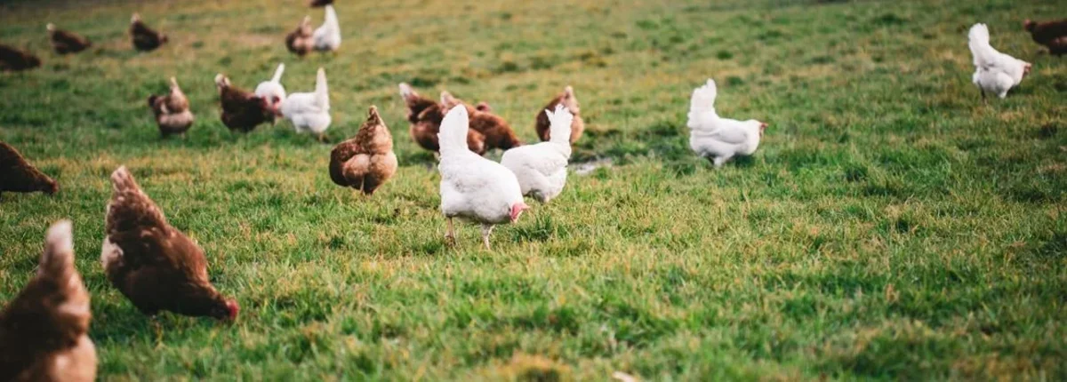 Основное изображение статьи