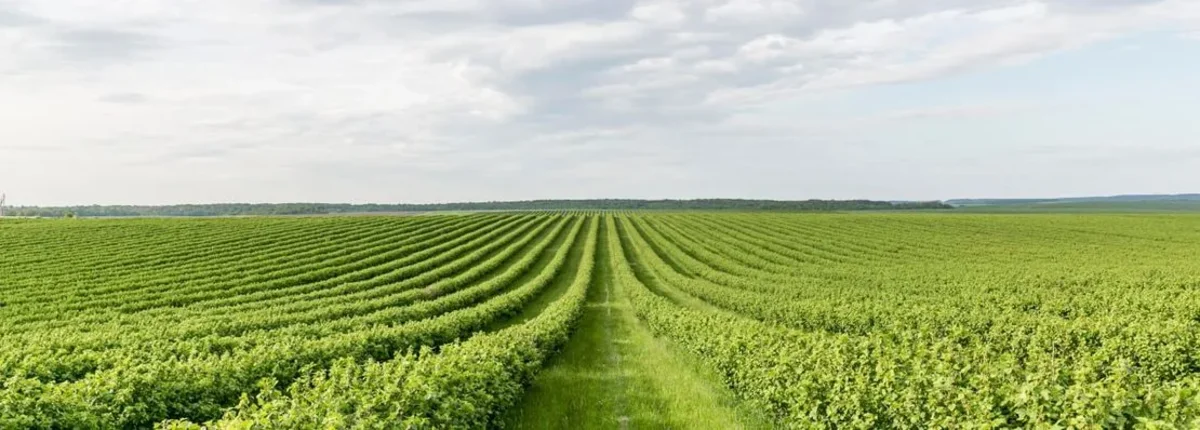 Основное изображение статьи