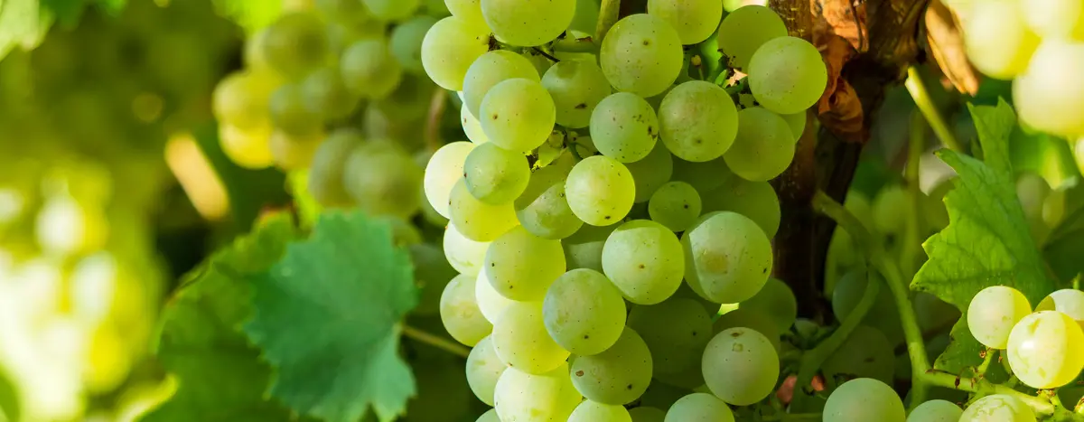 Основное изображение статьи