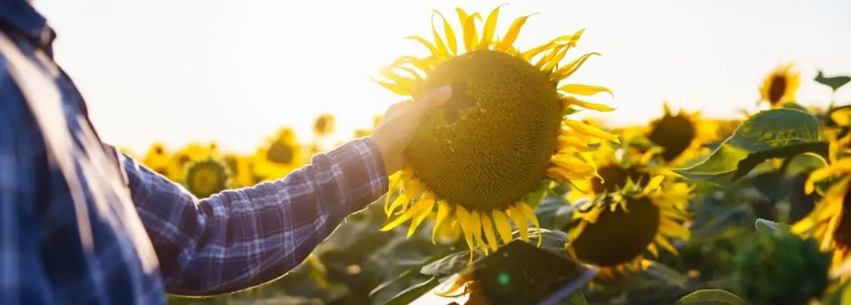 Основное изображение статьи