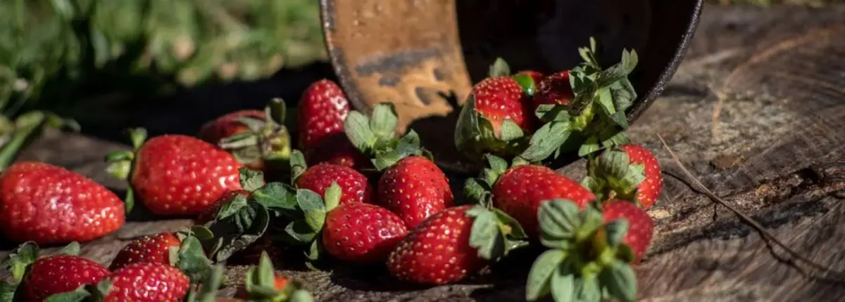 Основное изображение статьи