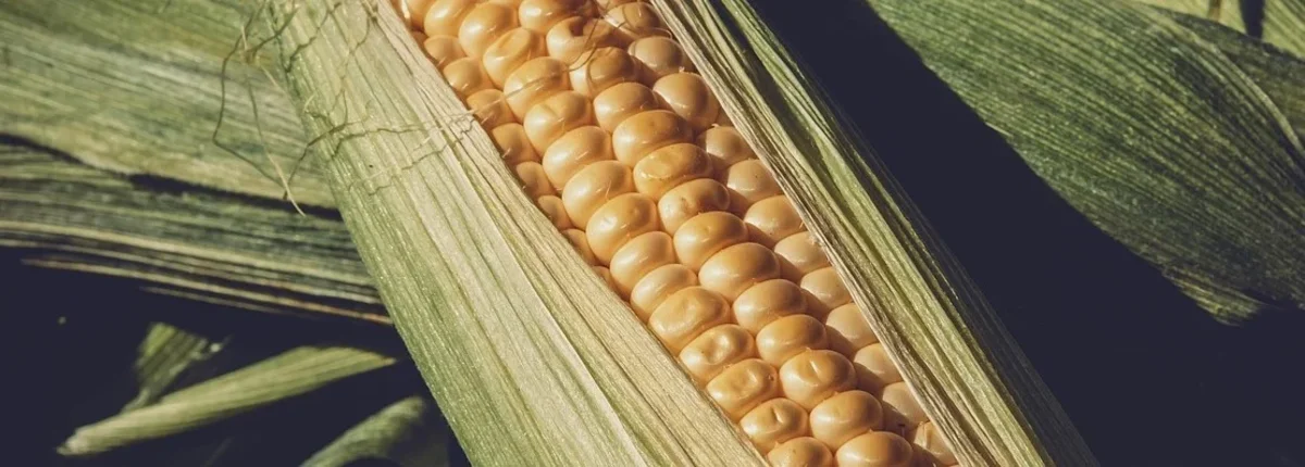 Основное изображение статьи