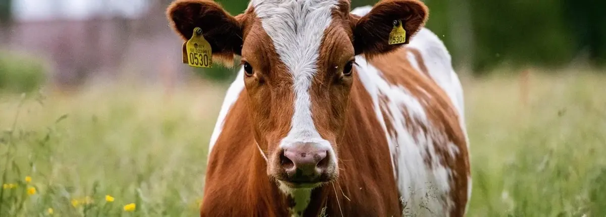 Основное изображение статьи