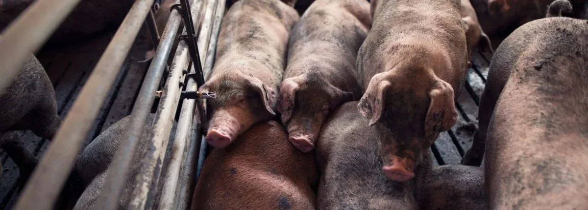 Основное изображение статьи