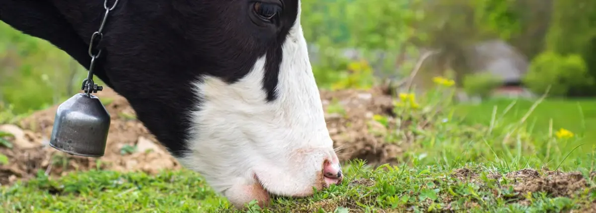 Основное изображение статьи