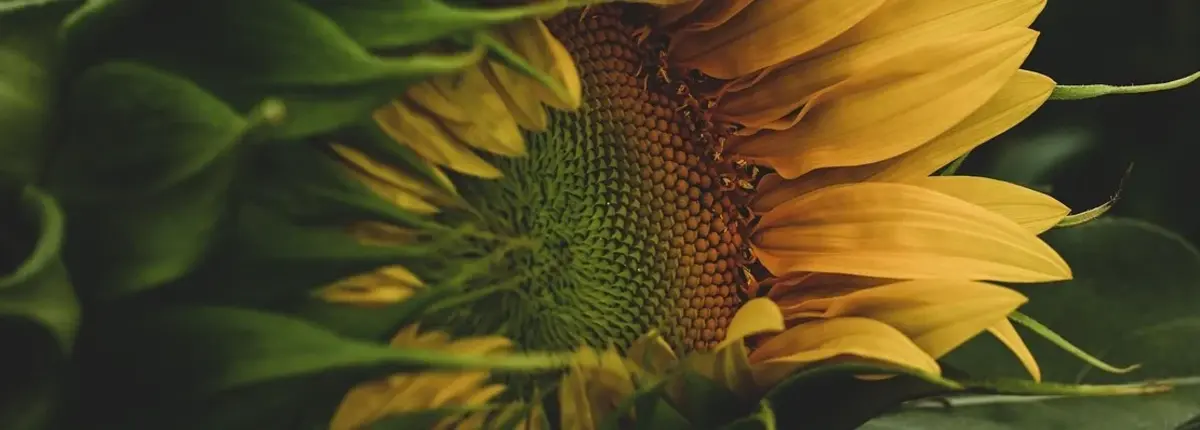 Основное изображение статьи