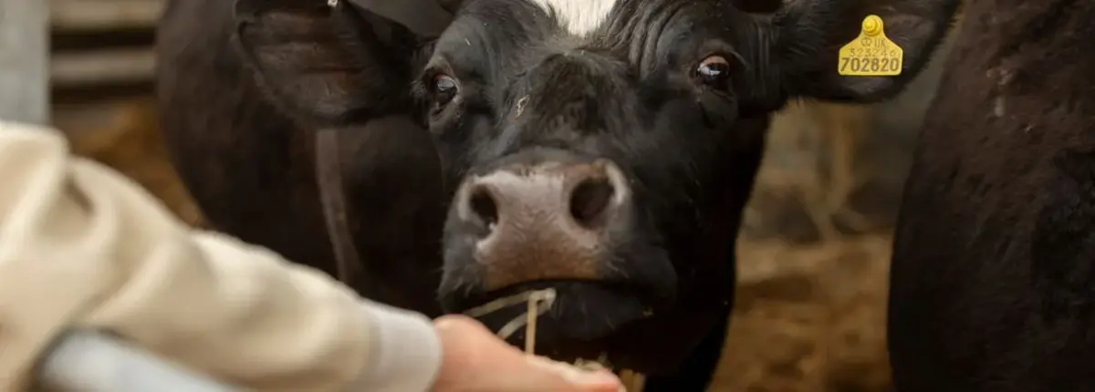 Основное изображение статьи