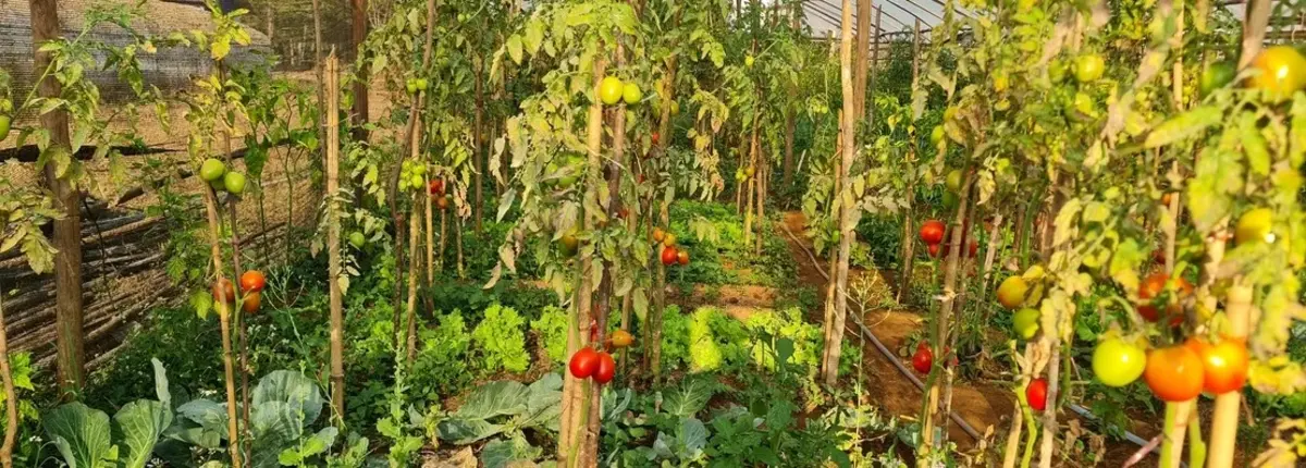 Основное изображение статьи