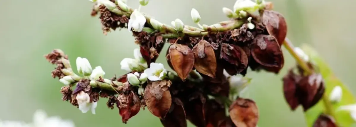 Основное изображение статьи