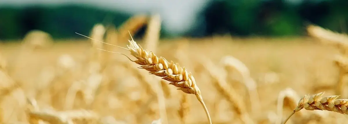 Основное изображение статьи