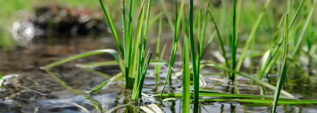 Основное изображение статьи