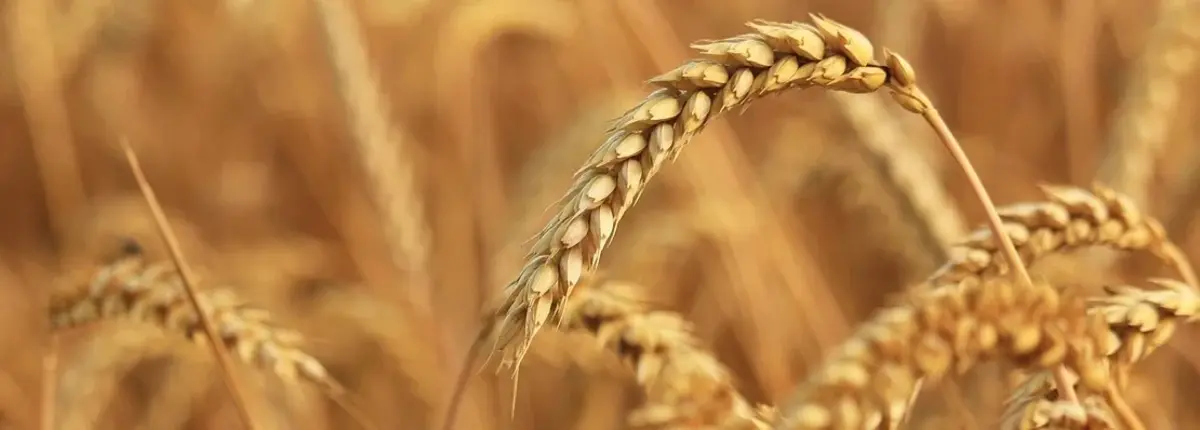 Основное изображение статьи