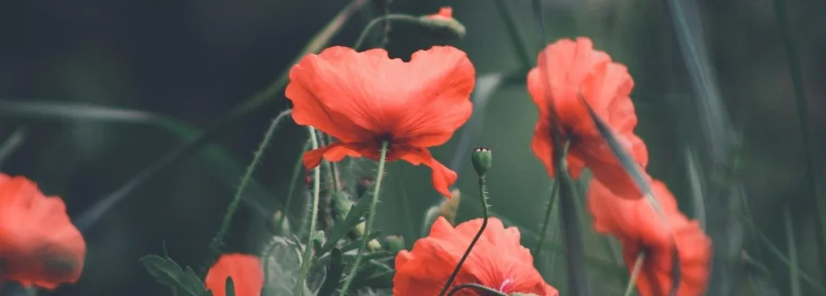 Основное изображение статьи