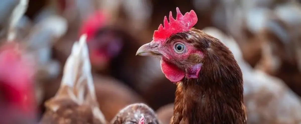 Основное изображение статьи