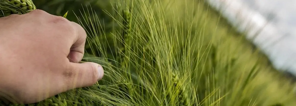 Основное изображение статьи