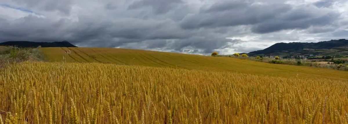 Основное изображение статьи