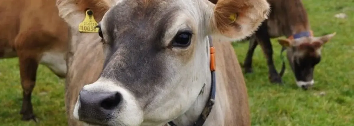 Основное изображение статьи