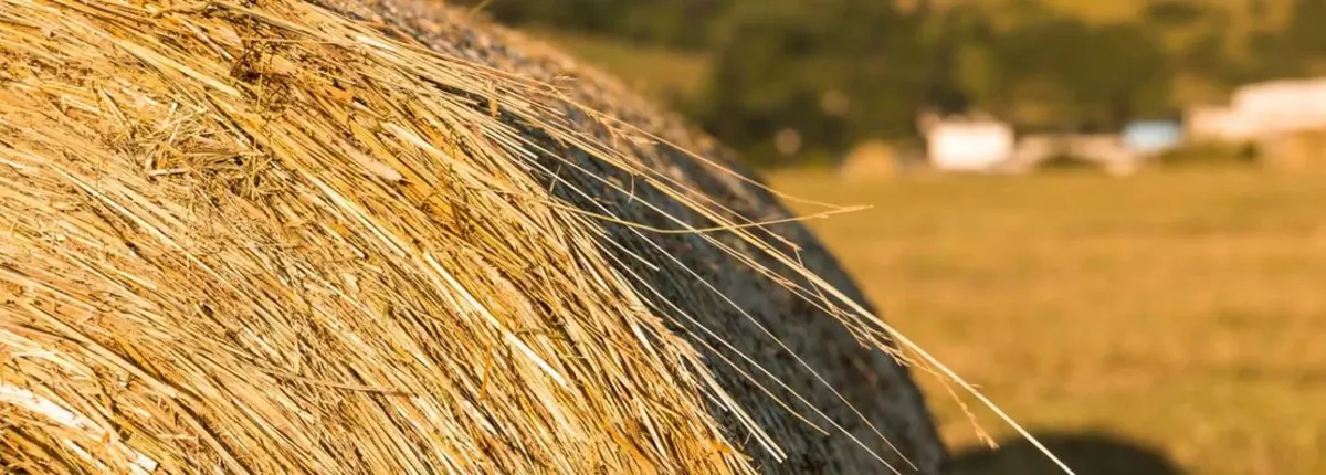 Основное изображение статьи