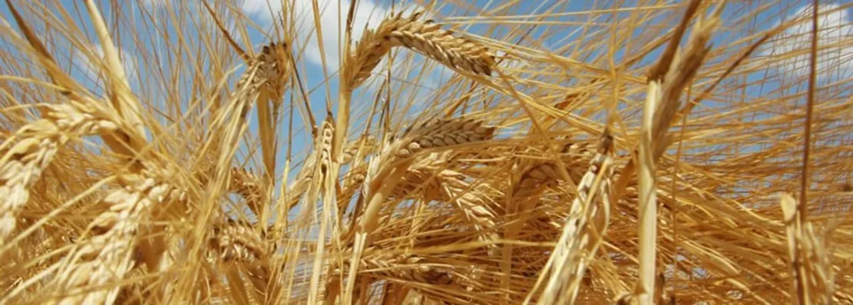 Основное изображение статьи