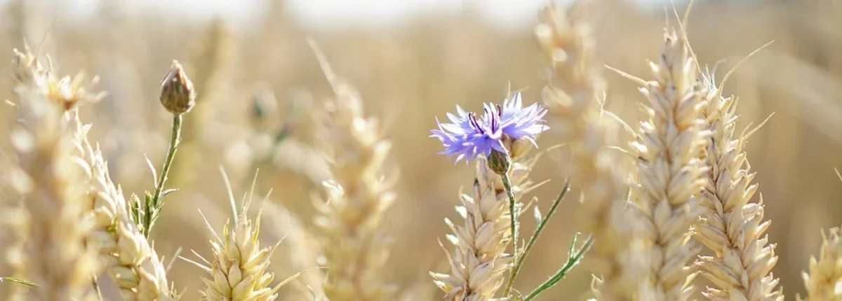 Основное изображение статьи