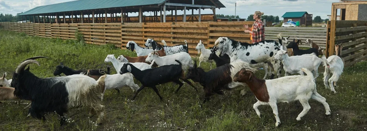 Основное изображение статьи