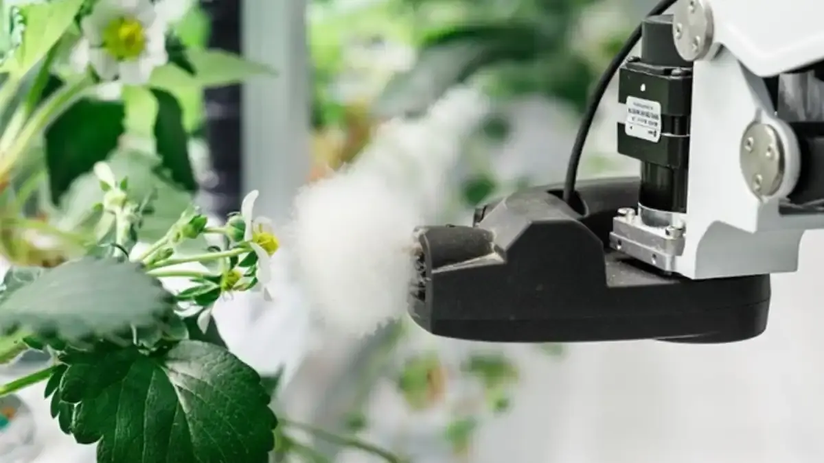 Основное изображение статьи