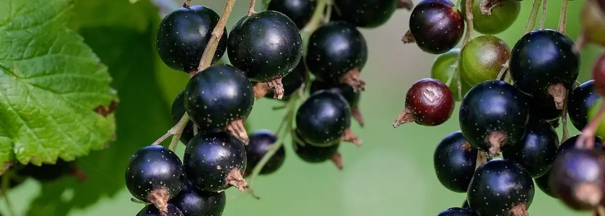 Основное изображение статьи