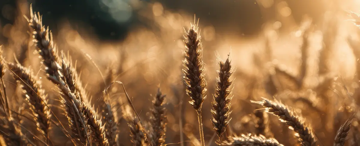 Основное изображение статьи