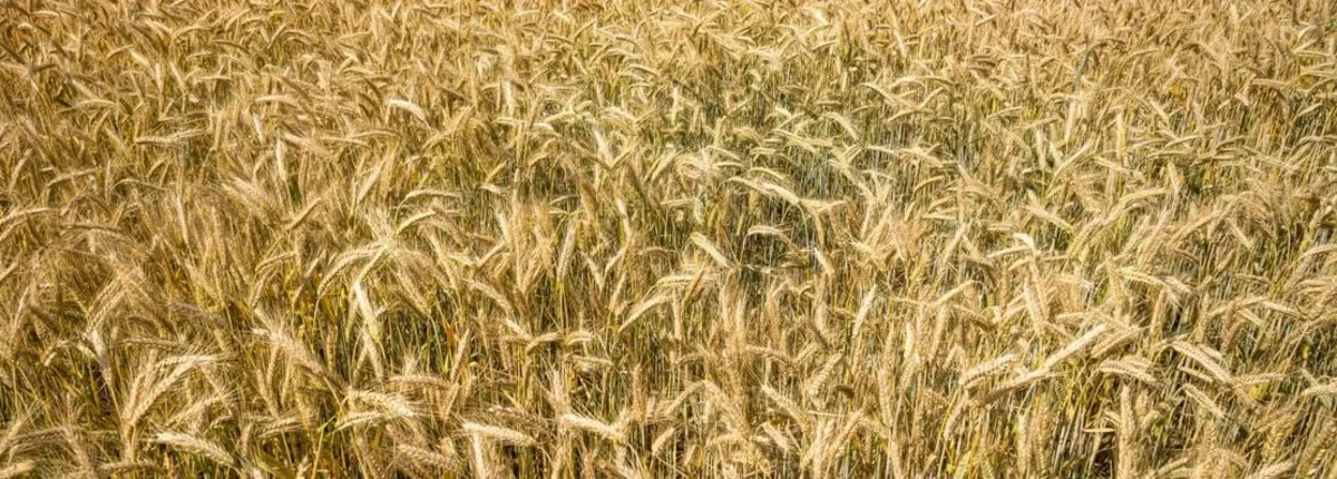 Основное изображение статьи