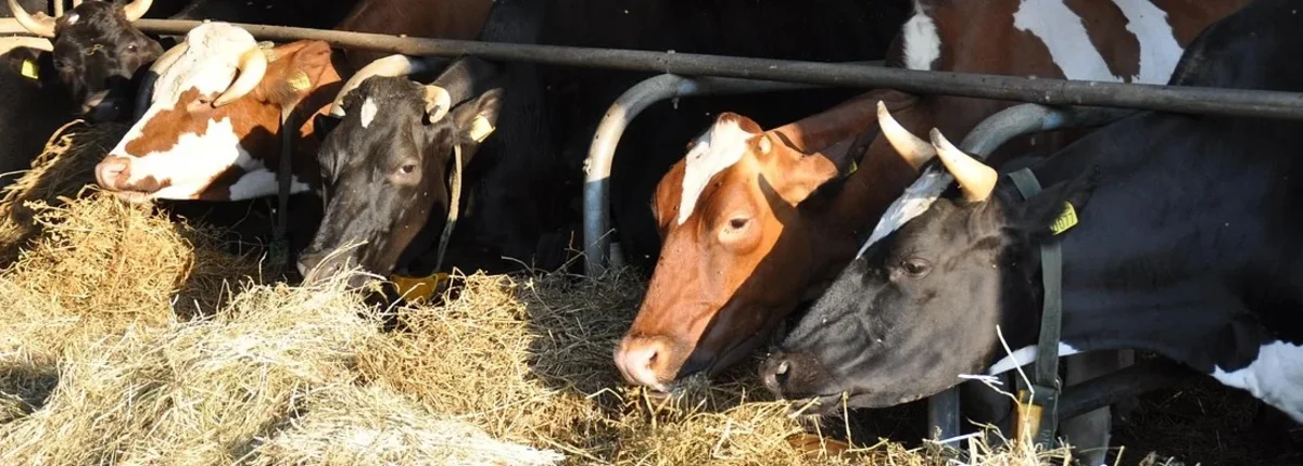 Основное изображение статьи