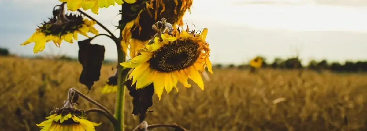 Основное изображение статьи