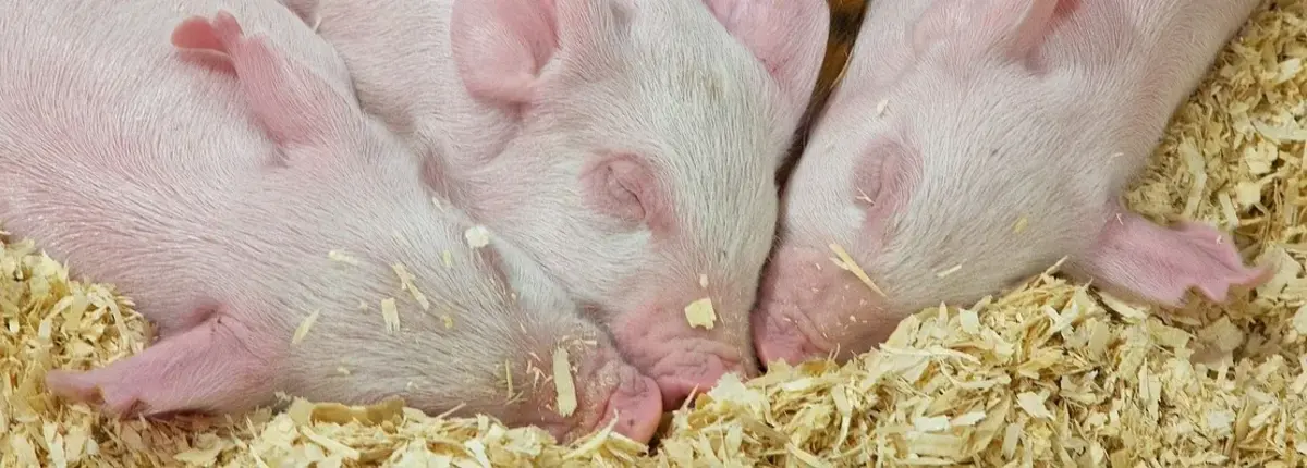 Основное изображение статьи