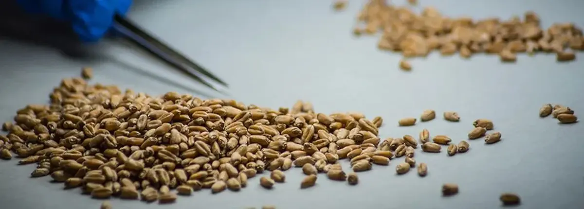 Основное изображение статьи