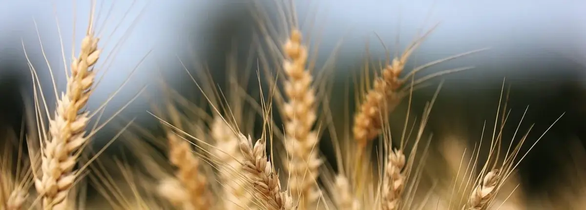 Основное изображение статьи