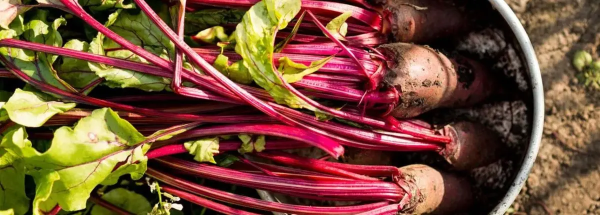 Основное изображение статьи