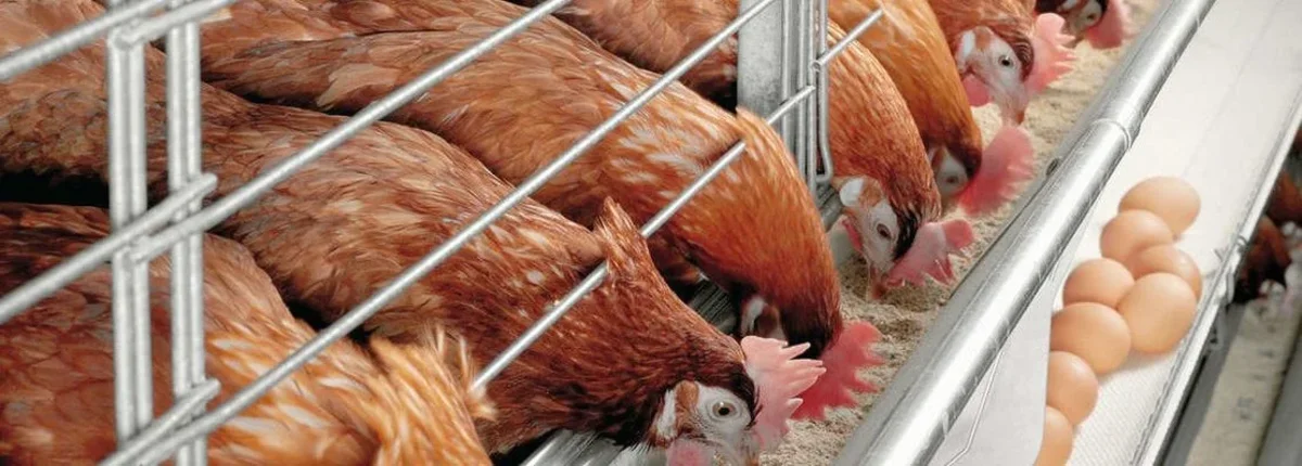 Основное изображение статьи