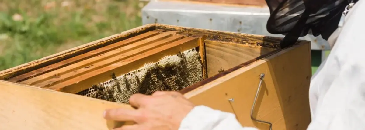 Основное изображение статьи