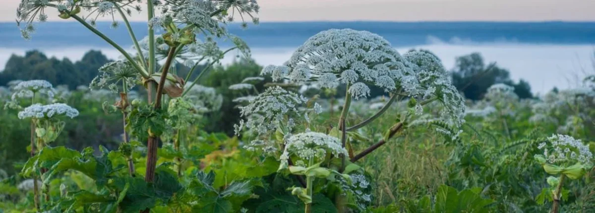 Основное изображение статьи