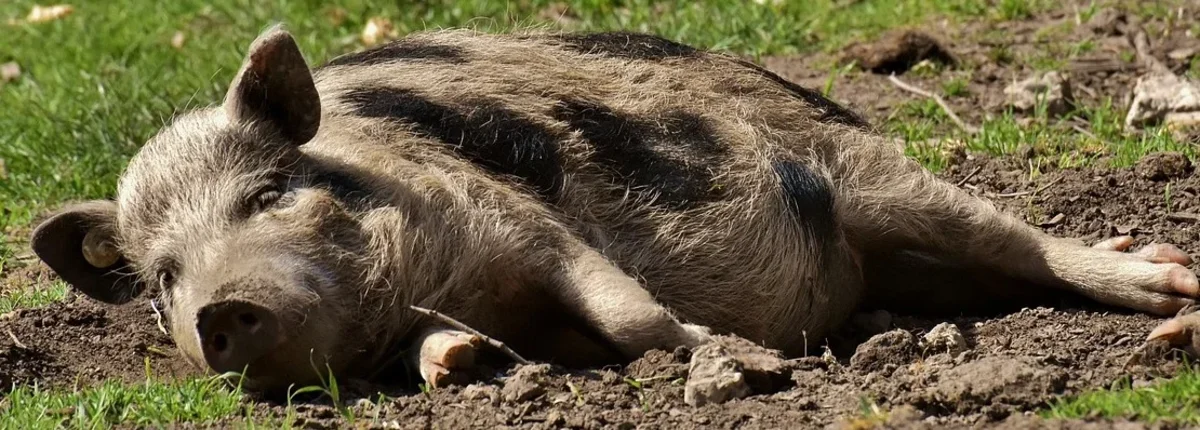 Основное изображение статьи