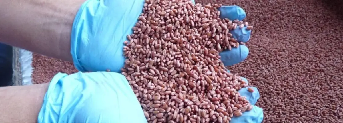 Основное изображение статьи