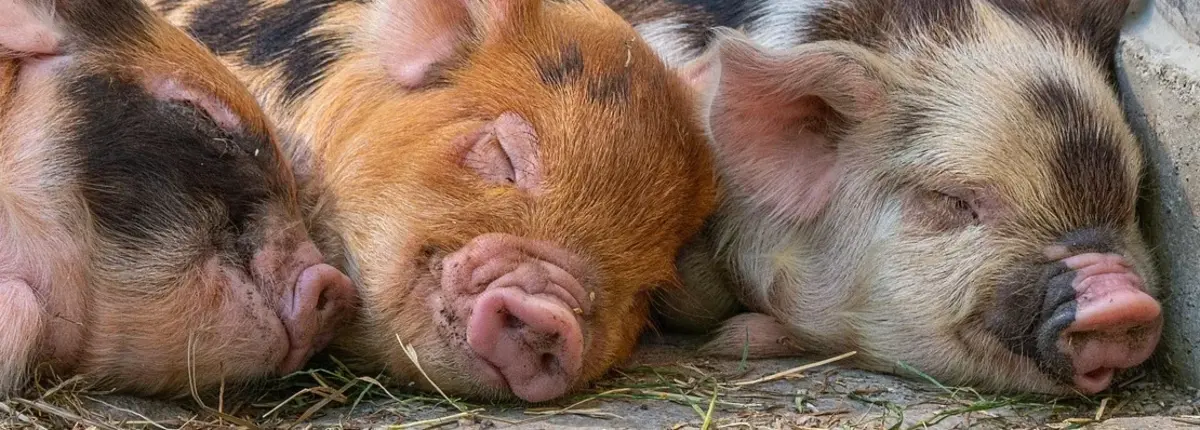 Основное изображение статьи